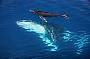Hervey Bay Half Day Whale Watching, Morning